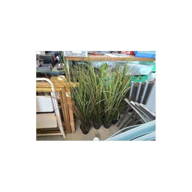 FAUSSE PLANTE 