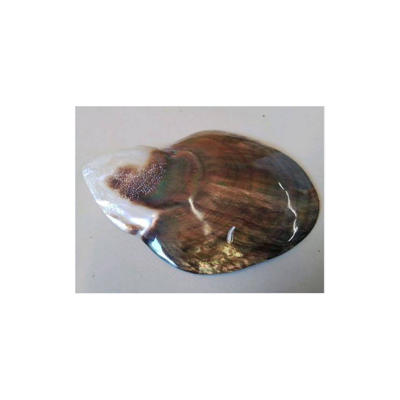 COQUILLAGE NACRE