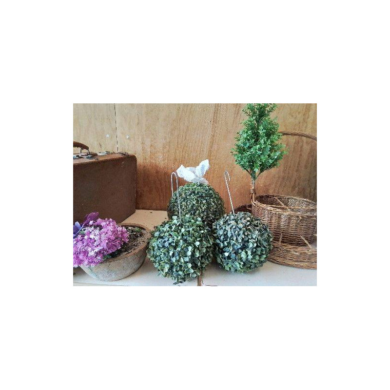 FAUSSE PLANTE BOULE