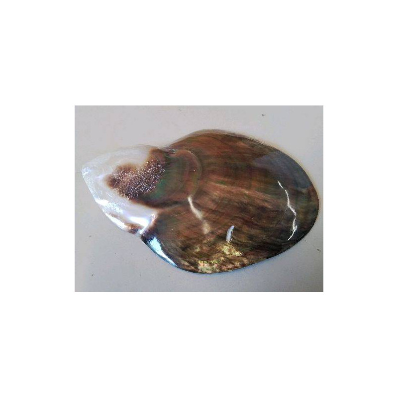 COQUILLAGE NACRE