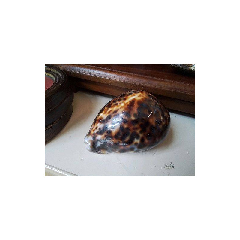 COQUILLAGE CYPRAEA