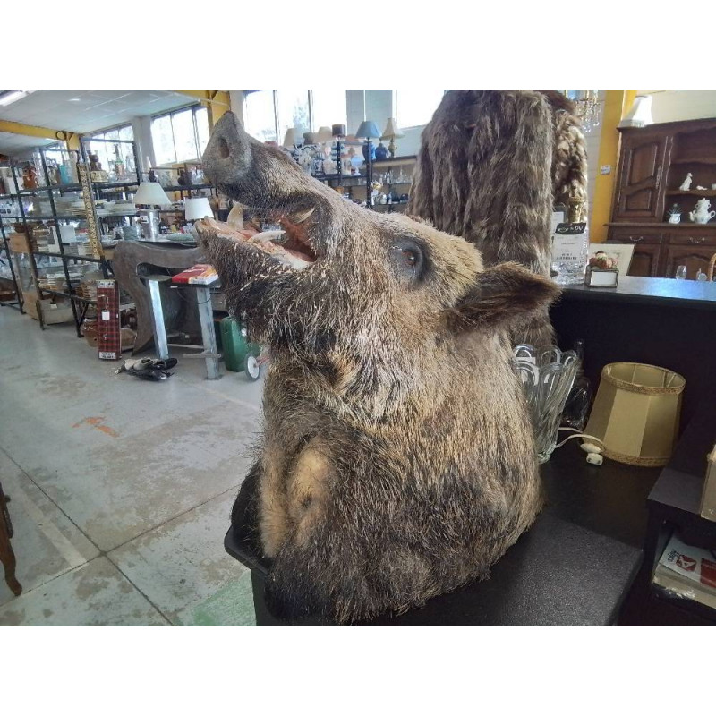 TETE DE SANGLIER NATURALISÉE